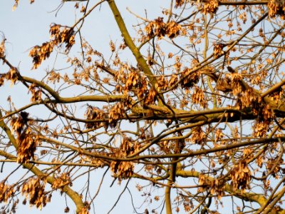 20140108Ahorn_Hockenheim3