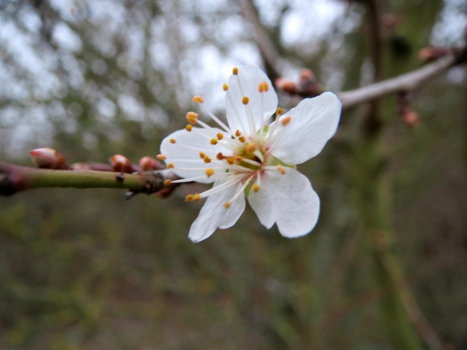 20140116Prunus_cerasifera3