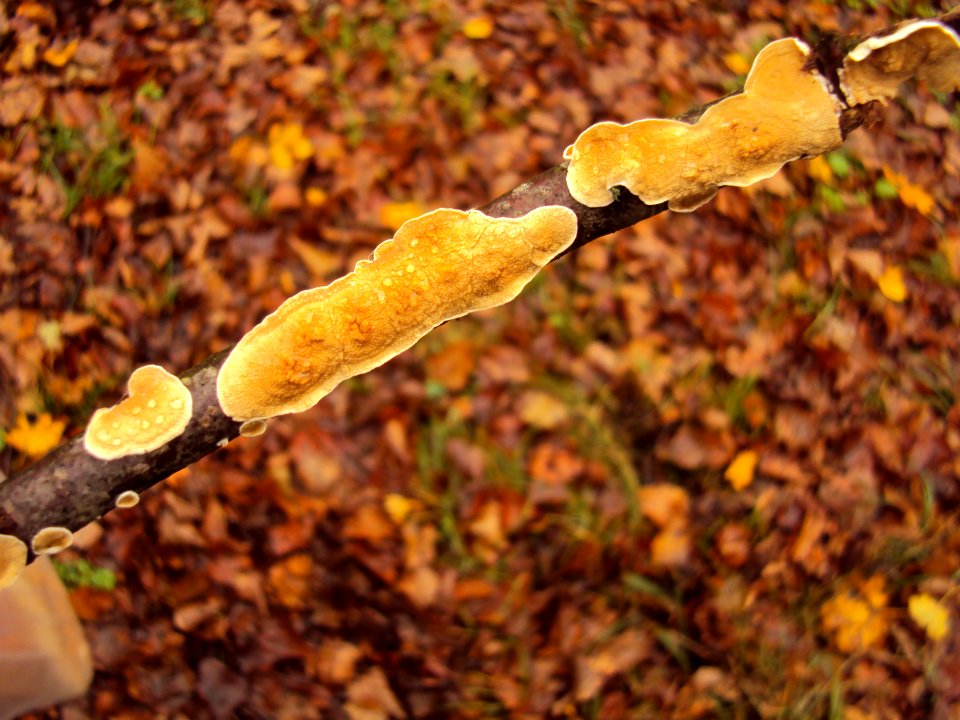 2014-10-houby_PKL_42