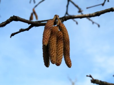 20140118Baumhasel_Hockenheim8