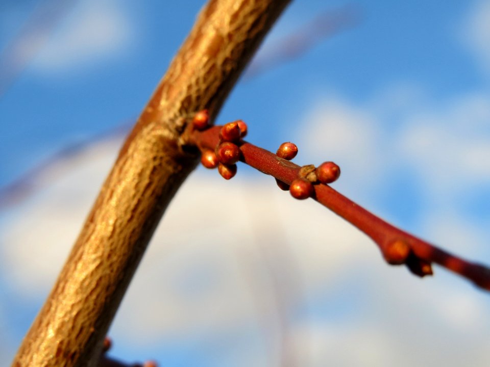 20140110Prunus_cerasifera_Reilingen6