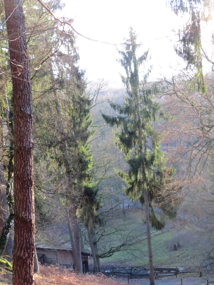 20140105Wildpark_Saarbruecken24