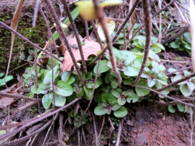 20140126Origanum_vulgare