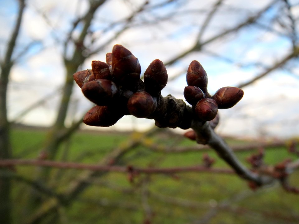 20140110Kirsche_Reilingen4