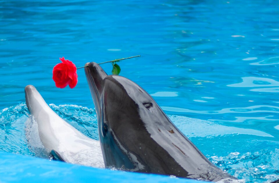 Dolphinarium sea dolphin