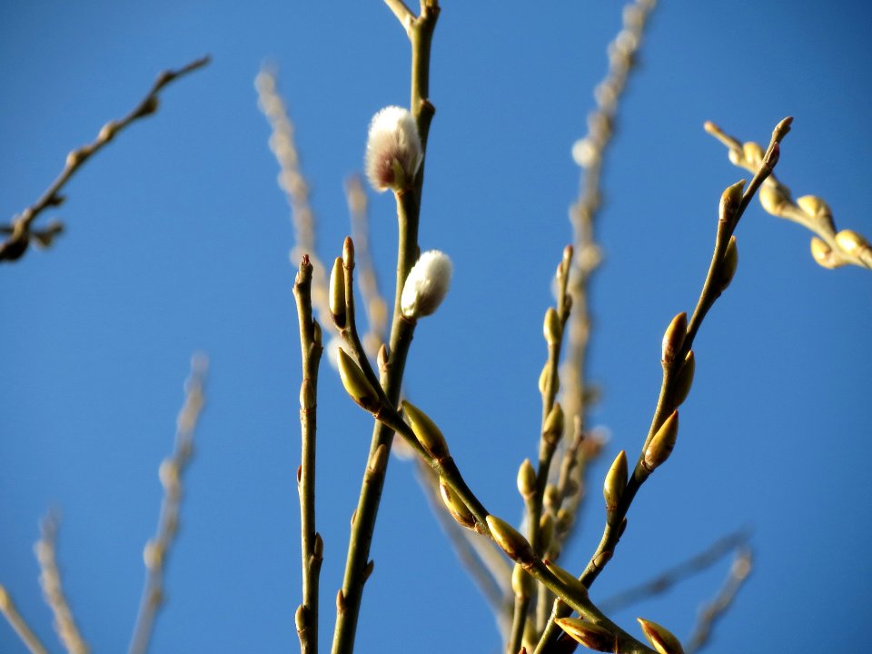 20140124Salix_caprea1