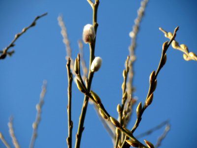 20140124Salix_caprea1