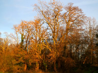 20140108Ahorn_Hockenheim2