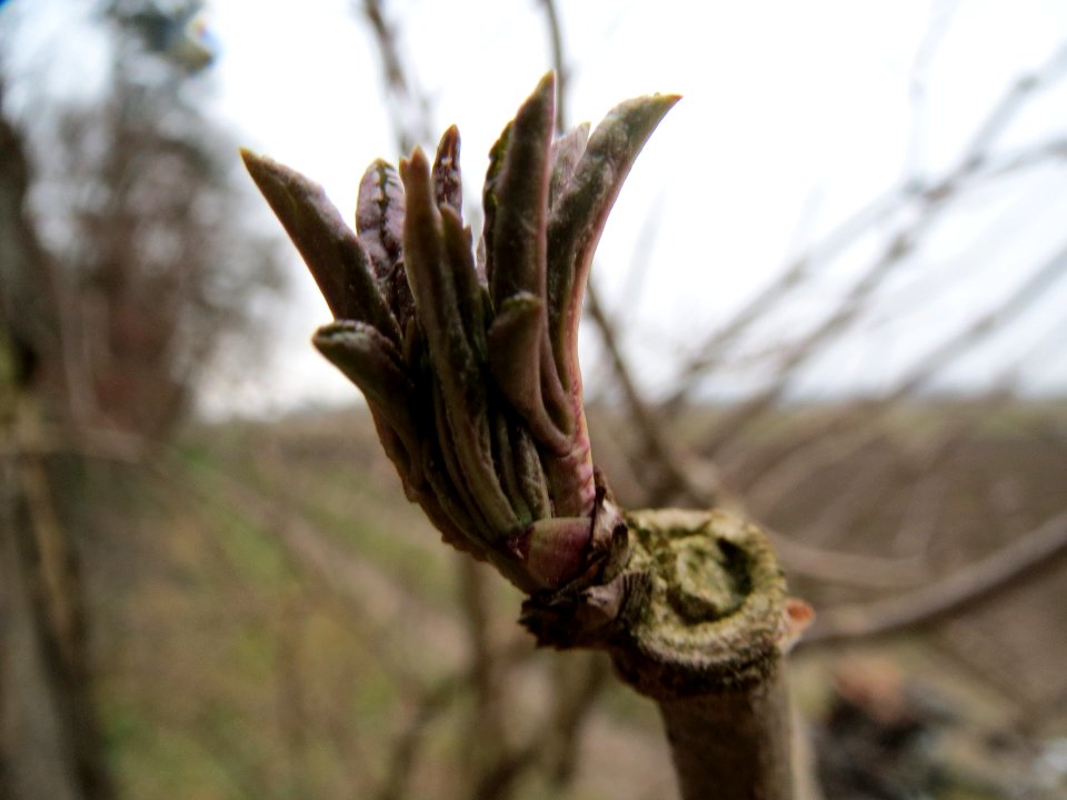 20140119Sambucus_nigra3