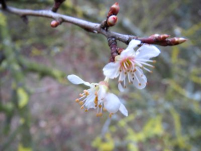 20140116Prunus_cerasifera4
