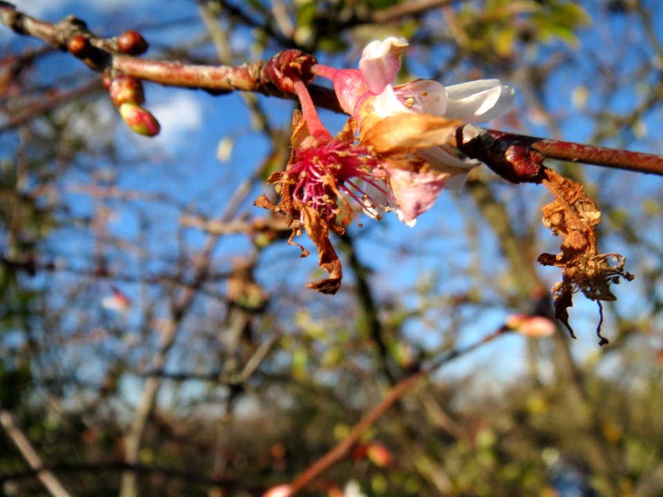 20140128Prunus_serrulata1