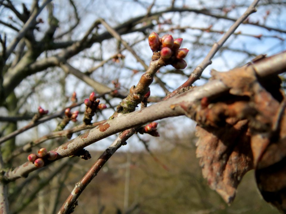 20140206Prunus_cerasifera_Hockenheim