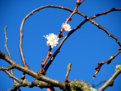 20140128Prunus_serrulata2