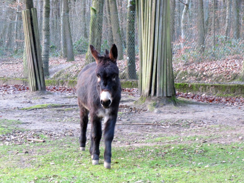 20140105Wildpark_Saarbruecken23