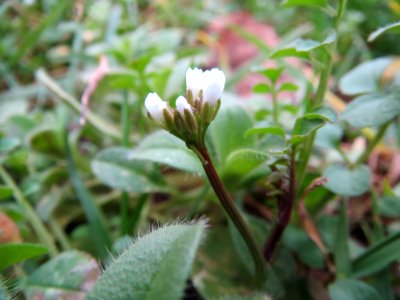 20140122Cardamine_hirsuta2