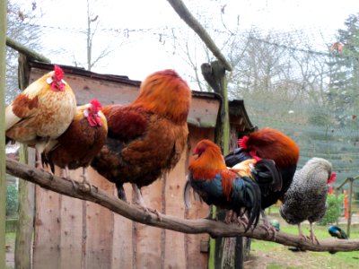 20140105Wildpark_Saarbruecken08