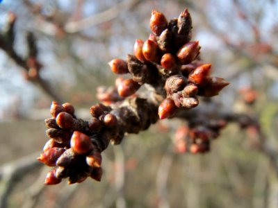 20140206Prunus_cerasifera_Neulussheim1
