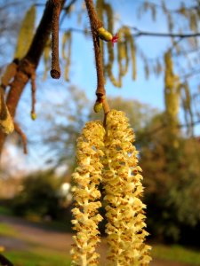 20140124Corylus_avellana1