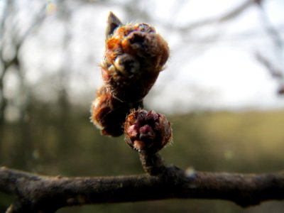 20140206Feldulme_Neulussheim11