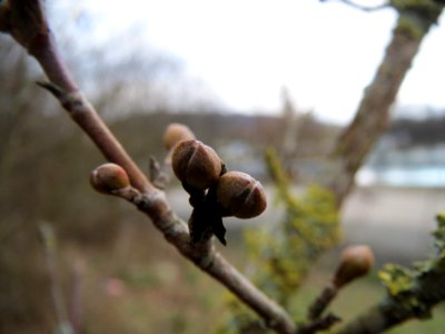 20140122Cornus_mas1