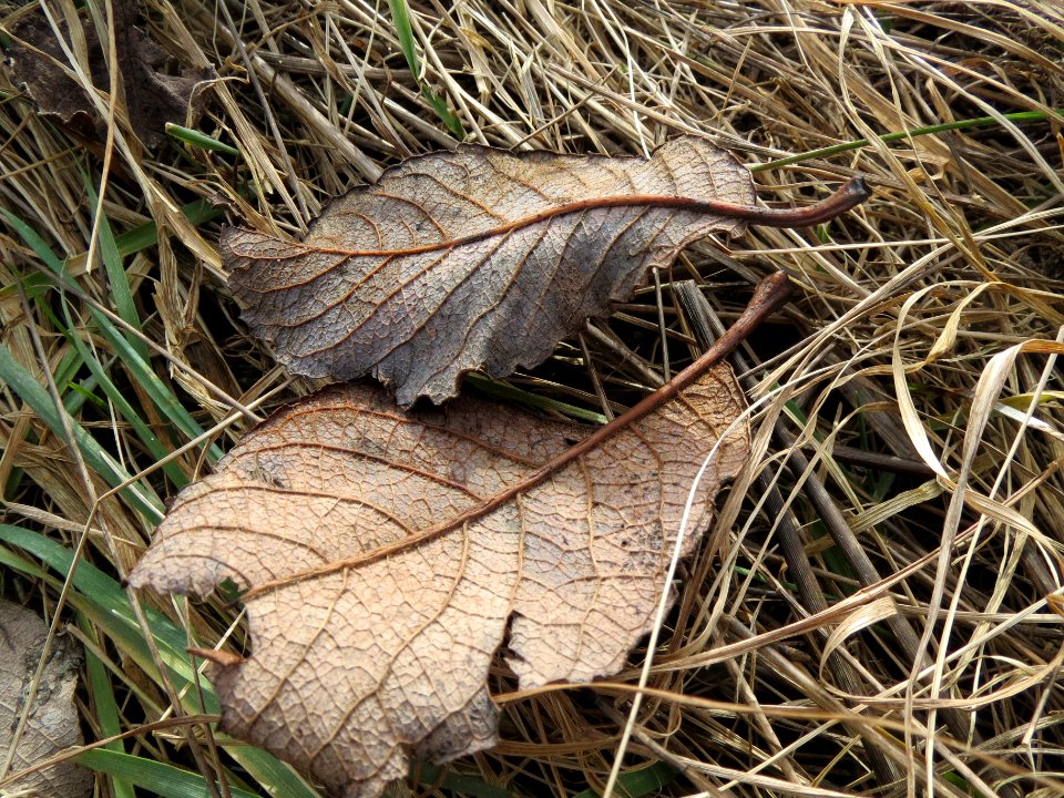 20140206Salix_Neulussheim2