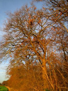 20140108Eiche_Hockenheim