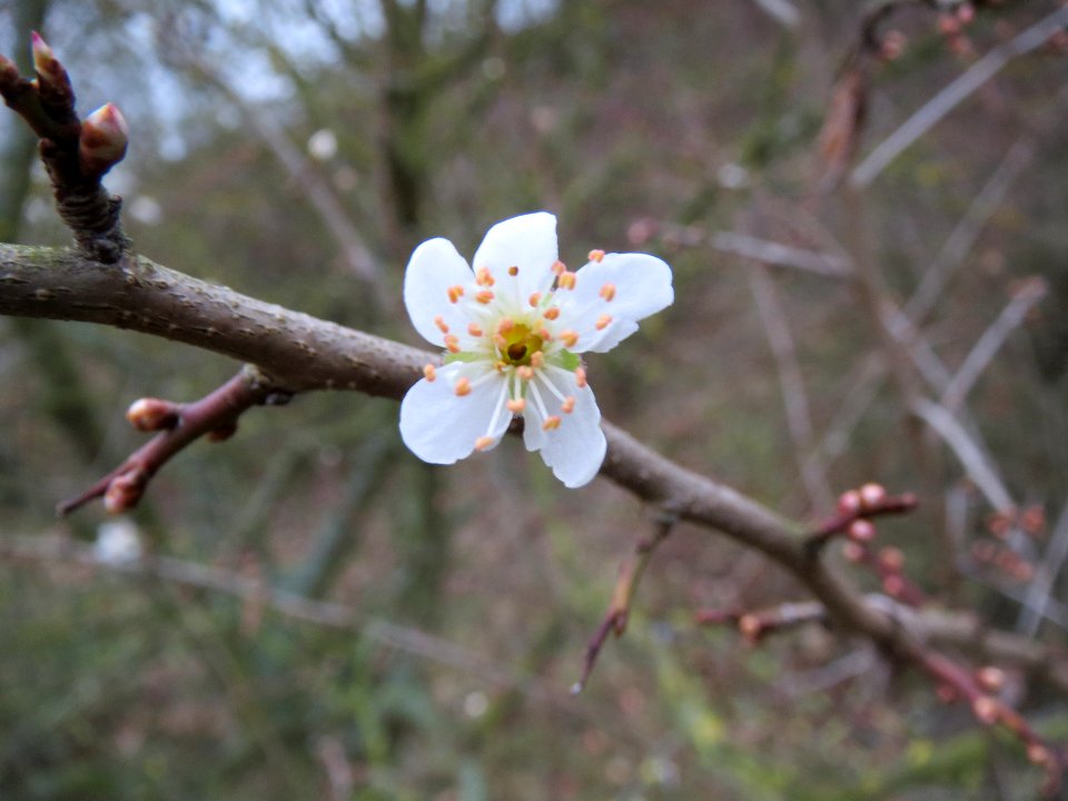 20140116Prunus_cerasifera1