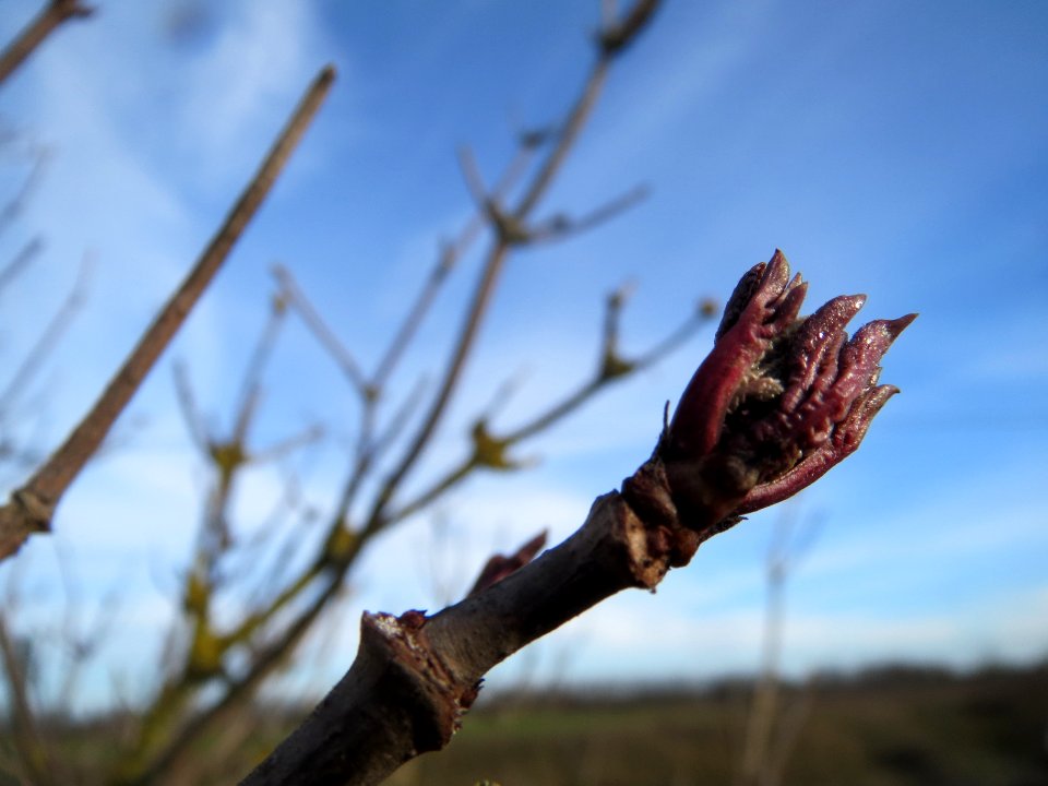 20140206Holunder_Neulussheim2