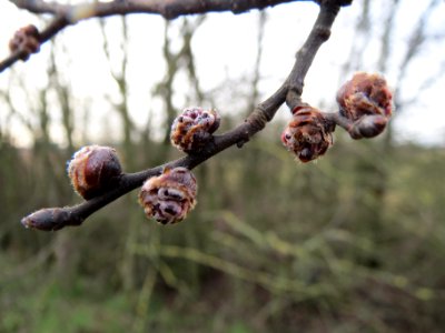 20140206Feldulme_Neulussheim14