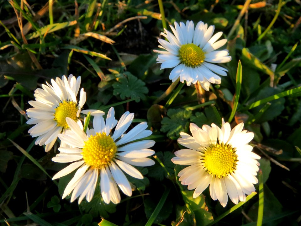 20140107Gaensebluemchen_Hockenheim1