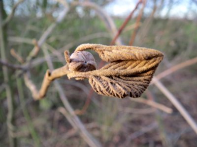 20140110Viburnum_lantana3
