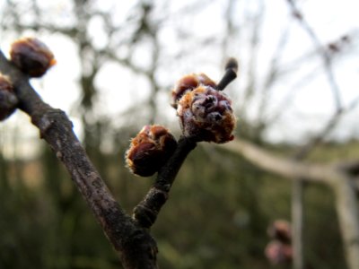 20140206Feldulme_Neulussheim12