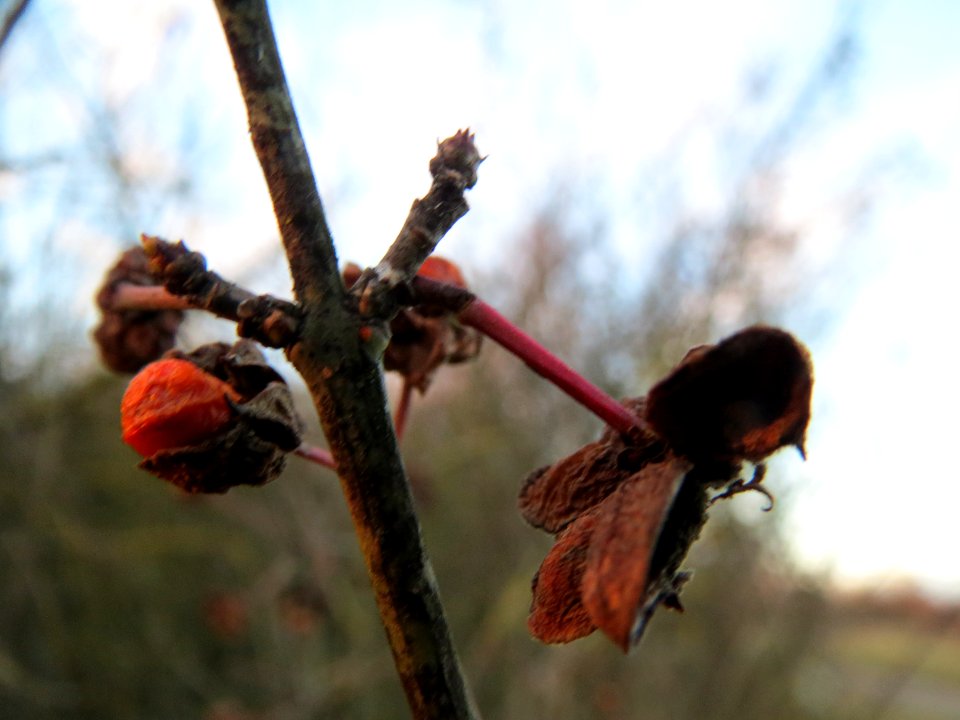 20140107Pfaffenhuetchen_Hockenheim1
