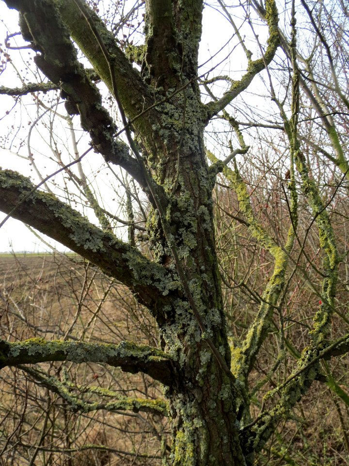 20140206Feldulme_Neulussheim08