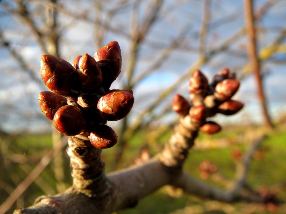 20140110Kirsche_Reilingen2