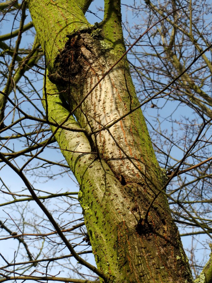 20140206Feldulme_Neulussheim17