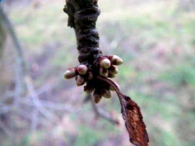 20140109Prunus_cerasifera_Horststuecker2