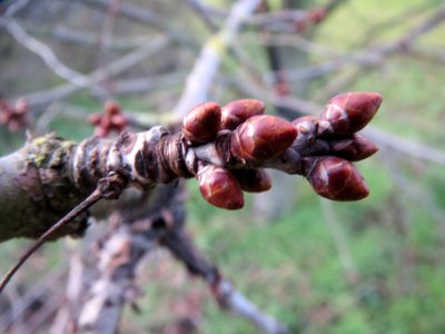20140110Kirsche_Reilingen6