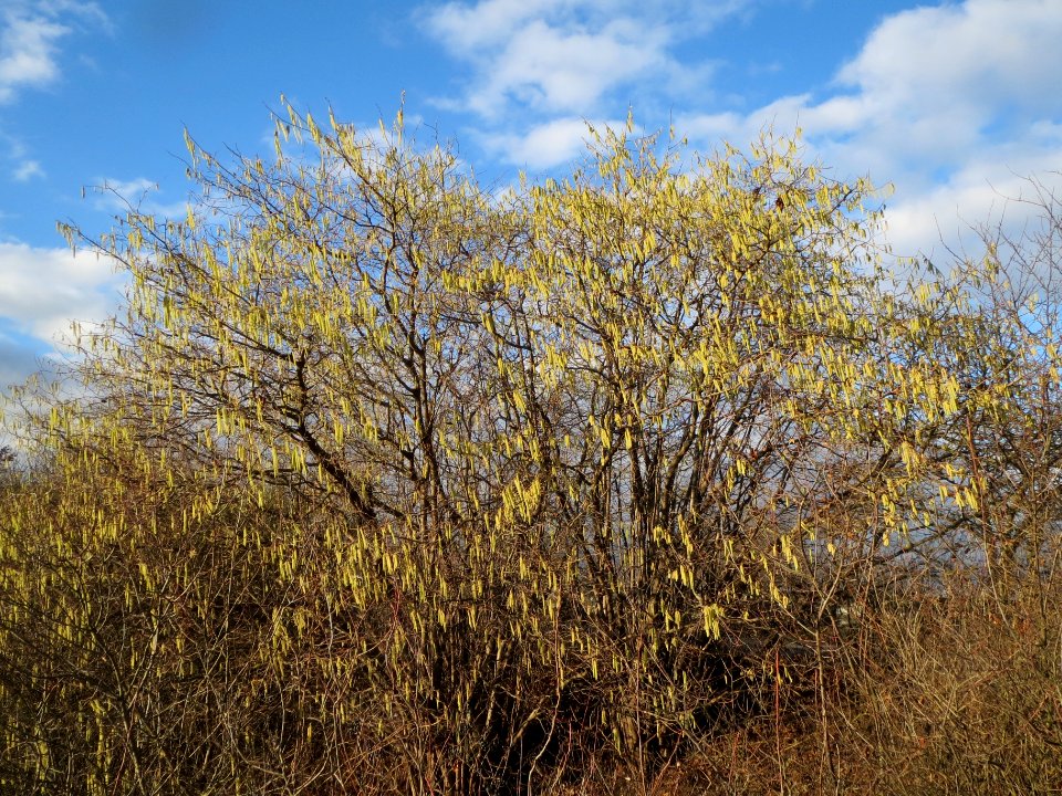 20140110Haselnuss_Reilingen2