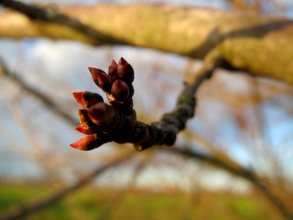 20140110Schlehe_Reilingen3