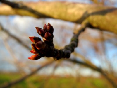 20140110Schlehe_Reilingen3
