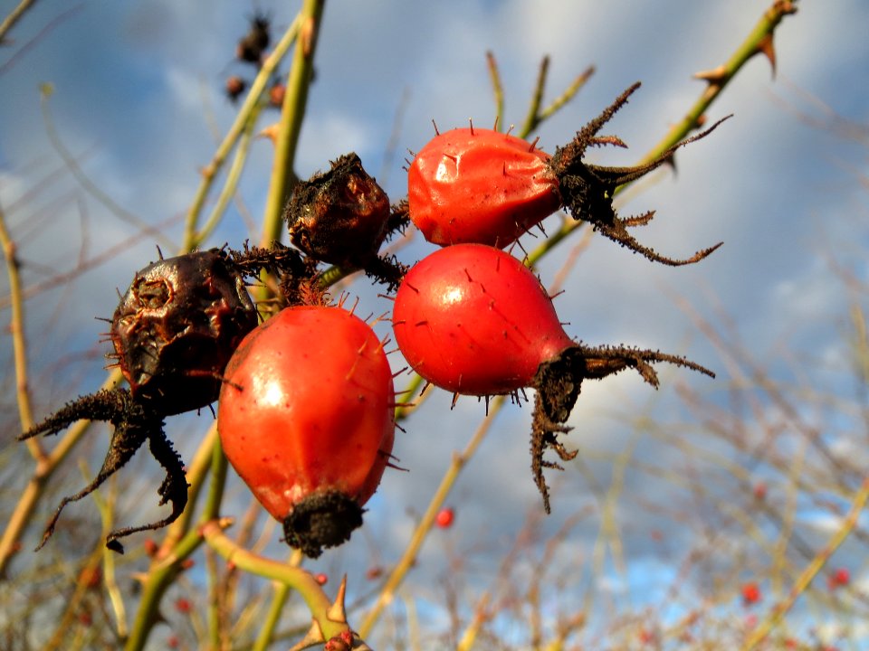 20140110Rosa_rubiginosa1