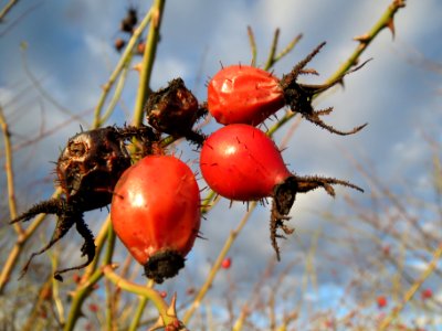 20140110Rosa_rubiginosa1
