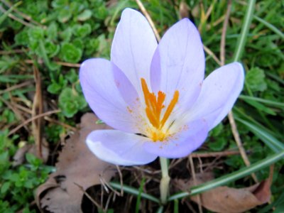 20140212Crocus_tommasinianus3 photo