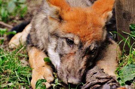 Nature dangerous young