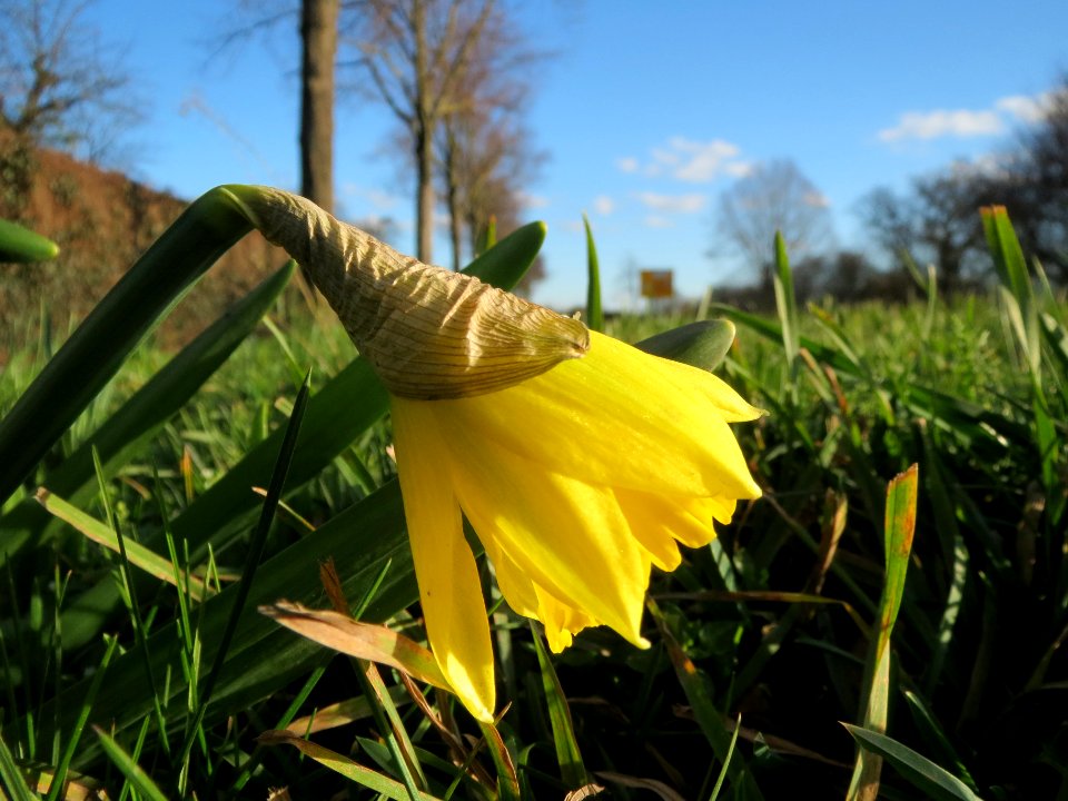 20140212Narcissus_pseudonarcissus3