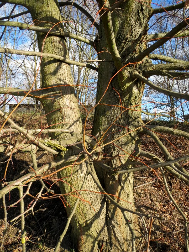 20140212Tilia_cordata1