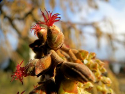 20140124Corylus_colurna5