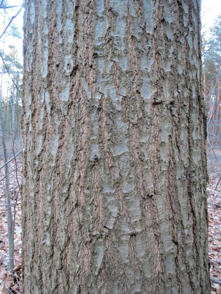 20140212Quercus_rubra1