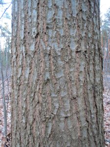 20140212Quercus_rubra1